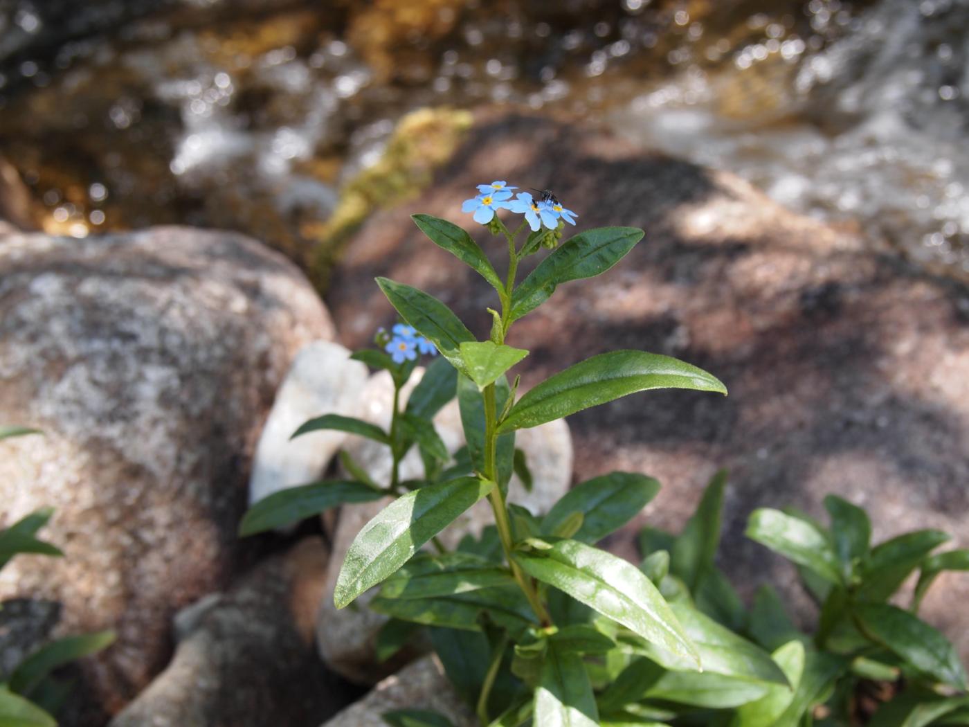 Forget-me-not, Marsh plant